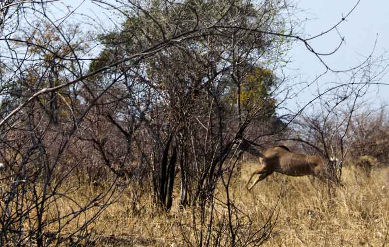 196 - Namibia - antilope Kudu saltando - parque nacional de Bwabwata
